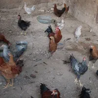 جوجه خروس و جوجه باری محلی|حیوانات مزرعه|کازرون, |دیوار