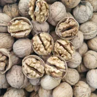 استخدام ویزیتور و بازاریاب در مرودشت|استخدام بازاریابی و فروش|مرودشت, ابوذر شمالی‎|دیوار