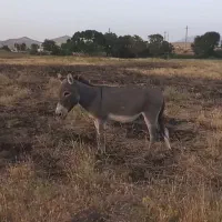 الاغ