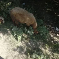 بره نر قوچی، تخمی، گوسفند زل|حیوانات مزرعه|آمل, |دیوار