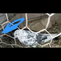 کفتر باخت رفته جوجه داره