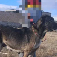 سلام خدمت عشق بازان سگ ماده سرابی نژاد دار