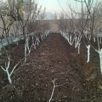 باغبانی ودرختکاری هرس نگهداری باغ|خدمات باغبانی و درختکاری|نجفآباد, ویلاشهر|دیوار