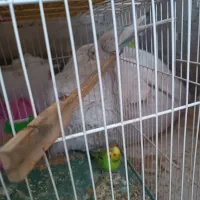 یه جفت مرغ عشق مولد|پرنده|سبزوار, باهنر|دیوار