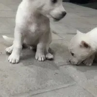 توله پاکوتاه پامر|سگ|لاهیجان, کوی آزادگان|دیوار