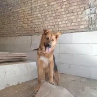 سگ ژرمن