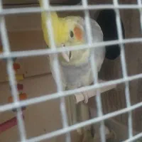 طوطی عروس هلندی|پرنده|تاکستان, |دیوار