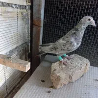 کبوتر سرور|پرنده|لنجان, |دیوار