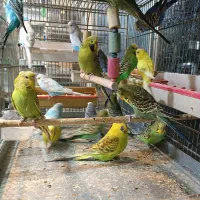 مرغ عشق انگلیسی عمده|پرنده|اسلام‌شهر, مطهری|دیوار