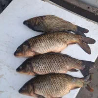 ماهی رودخونه ای