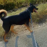 سگ ژرمن شکاری