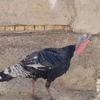 بغلمون برنز