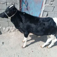 گاو خیلی آرام وگوساله خوش رنگ