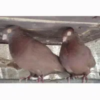 سرخ چش و نوک