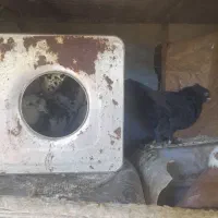 کفتر حراج|پرنده|سیمکان, |دیوار