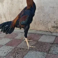 خروس لاری اوشامو