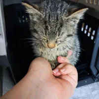 واگذاری رایگان بچه گربه نر دو ماهه|گربه|لاهیجان, فیاض|دیوار