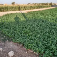 زمین کشاورزی و باغی خوشجا چنگان خوراسگان|فروش دفتر صنعتی، کشاورزی، تجاری|اصفهان, ارداجی|دیوار