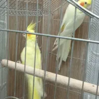 عروس هلندی