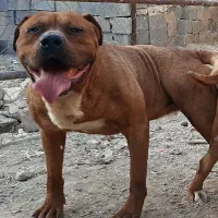 سگ بولی XXL پیتبول فرنچ بولداگ نر