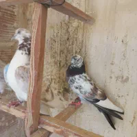 کبوتر