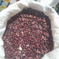 فروش لوبیا قرمز وچیتی درجه یک