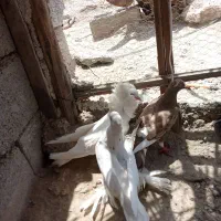 کفتر|پرنده|آسمینون, |دیوار