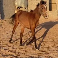 کره اسب نریان آنگولا عرب