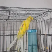 قناری رسمی بلند|پرنده|شیراز, بید زرد|دیوار