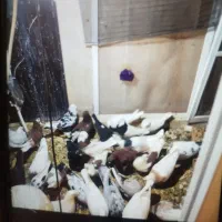 کفتر فروشی تعداد زیاد همه جوجه هستن|پرنده|پرند, فاز ۶|دیوار