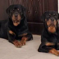 توله روتوایلر|سگ|رشت, آب آسیاب|دیوار