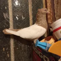 کبوتر شهری|پرنده|طسوج, |دیوار