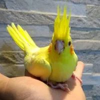 جوجه عروس لوتینو زعفرونی چلوندنی
