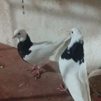 معاوضه باکفتر چینی یافنج کینگ|پرنده|بندر ماهشهر, |دیوار