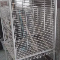 پرنده|پرنده|باقرشهر, |دیوار