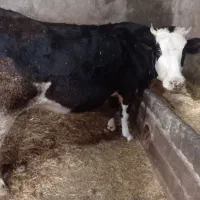 گاو فروشی دوم شکم با وزن 750کیلو