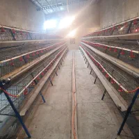 قفس منبری ۳طبقه مرغ تخمگذار بومی و صنعتی|حیوانات مزرعه|آفتاب, |دیوار