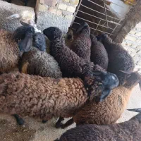 بره شیرمست نروماده 28،30کیلوشیرمست|حیوانات مزرعه|کرج, شهرک رازی (حصارک)|دیوار