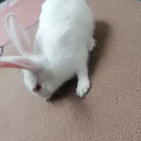 خرگوش|موش و خرگوش|قدس, شهر‌قدس|دیوار