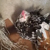 کبوتر و مرغ|حیوانات مزرعه|کوهمره, |دیوار