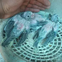 جوجه عروس هلندی