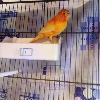 جفت قناری قرمز