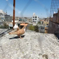 کفتر ساده کلاغ دم زرد هفت رنگ