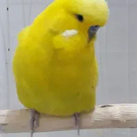 پرنده مرغ عشق انگلیسی|پرنده|اندیشه, اندیشه فاز ۳|دیوار