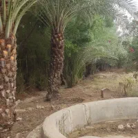 فروش زمین برای باغ ویلا|فروش زمین و ملک کلنگی|شوشتر, |دیوار