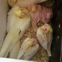 ۳۰عدد جوجه عروس هلندی|پرنده|بروجرد, |دیوار