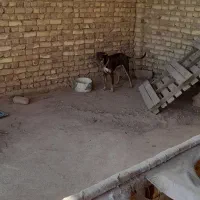 سگ دوبرمن توله