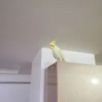 عروس هلندی فروشی