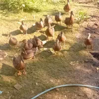 جوجه اردک پروازی و جوجه غاز پروازی