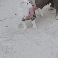 سگ پاکوتا|سگ|شیروان (خراسان), |دیوار